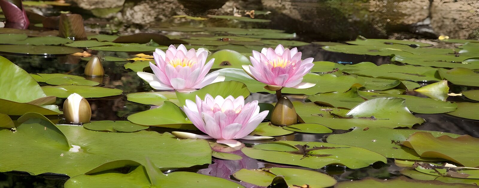 OCUK17573: Tranquil Water Lilies in Bloom
