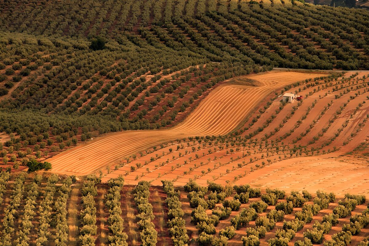 Serpentine Olive Grove Patterns