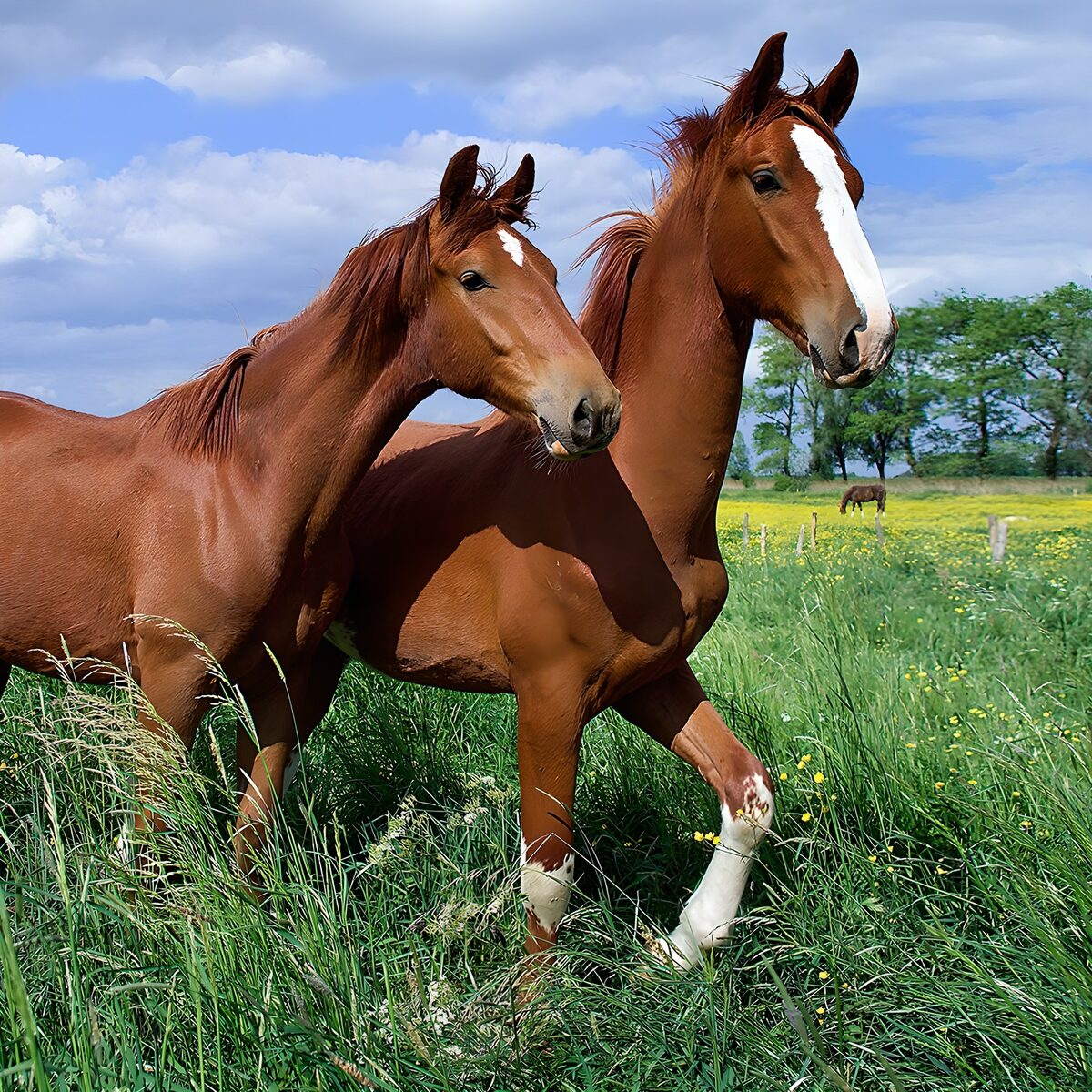 Graceful Horses in a Green Meadow