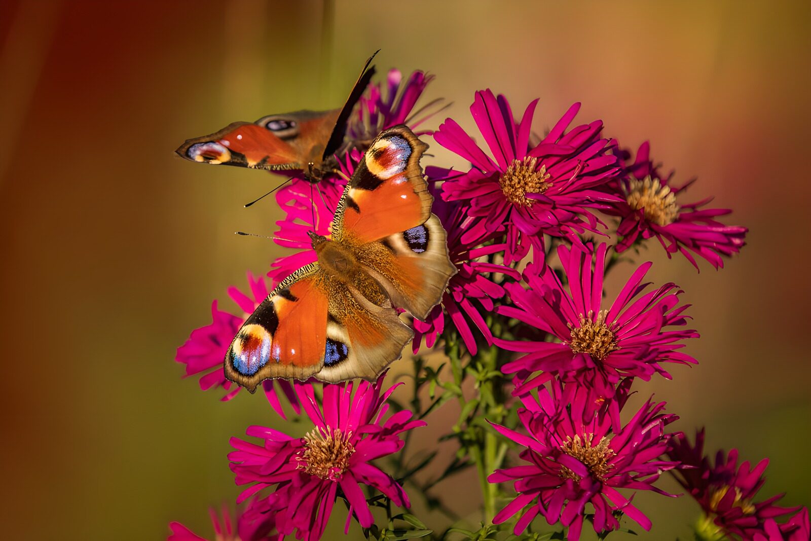 OCUK97270: Colorful Butterflies on Vibrant Blooms