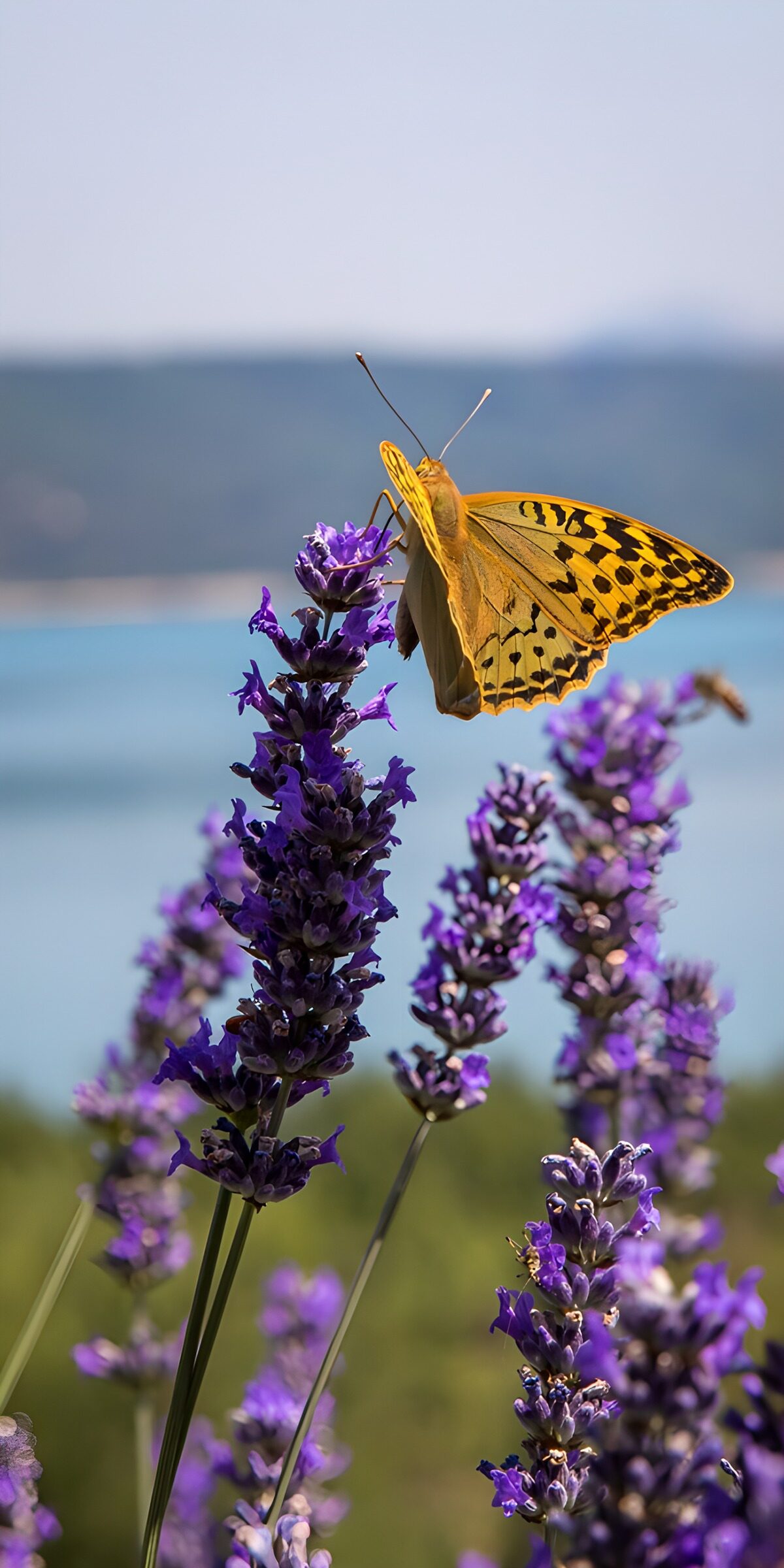 OCUK78452: Butterfly on Lavender Blossoms