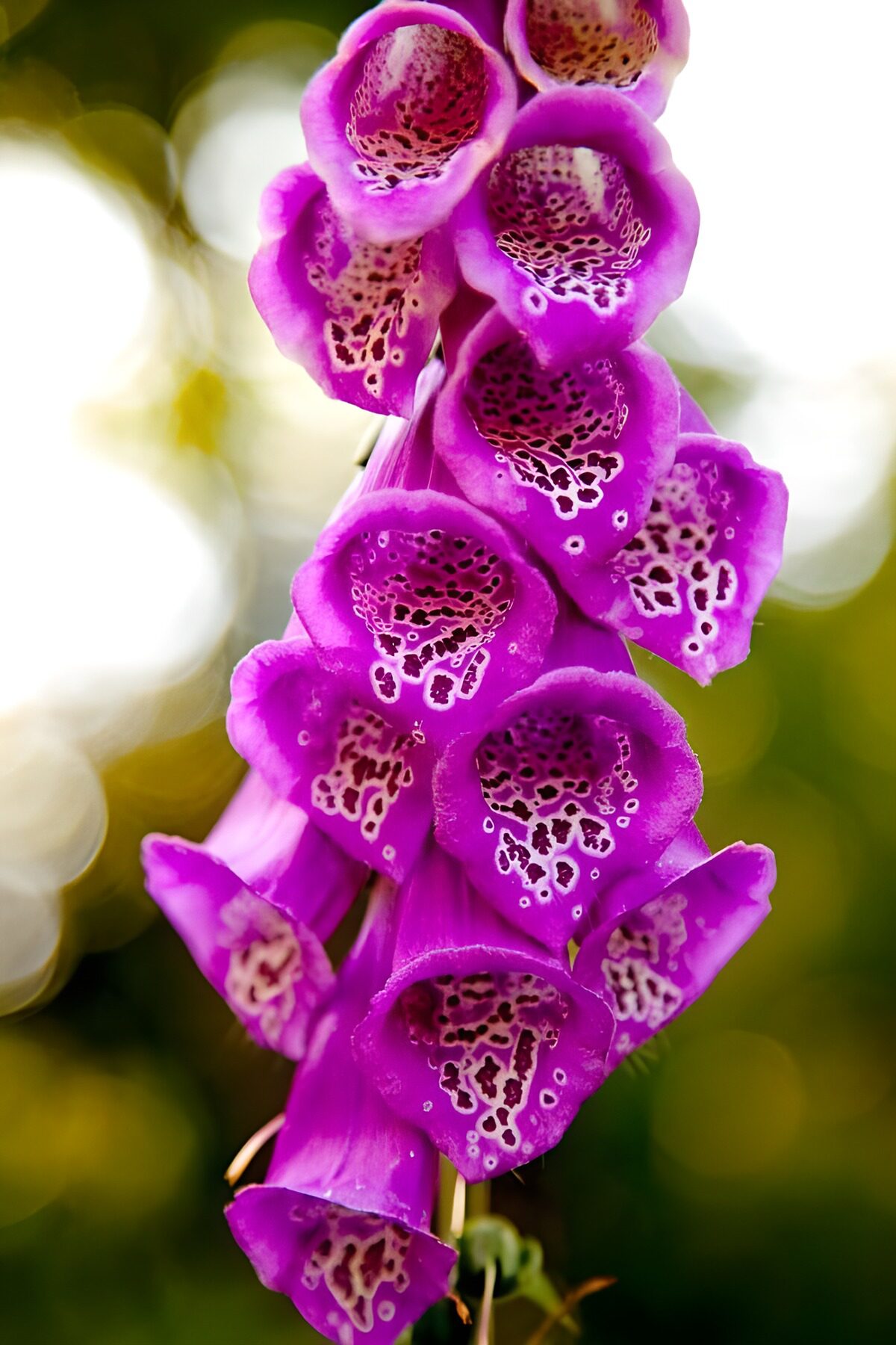 Vibrant Purple Foxglove Blooms