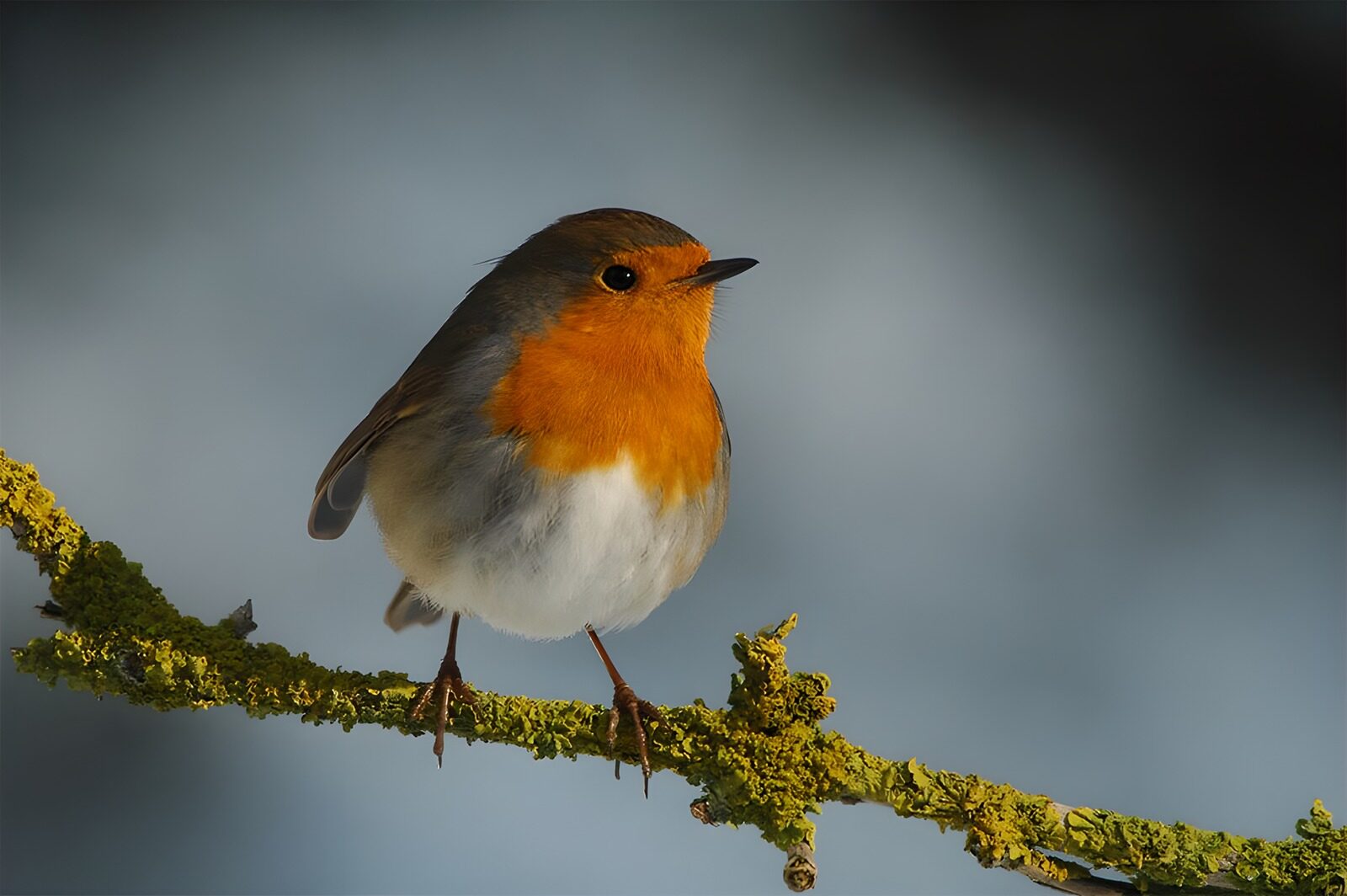 OCUK88849: Charming Robin on a Branch