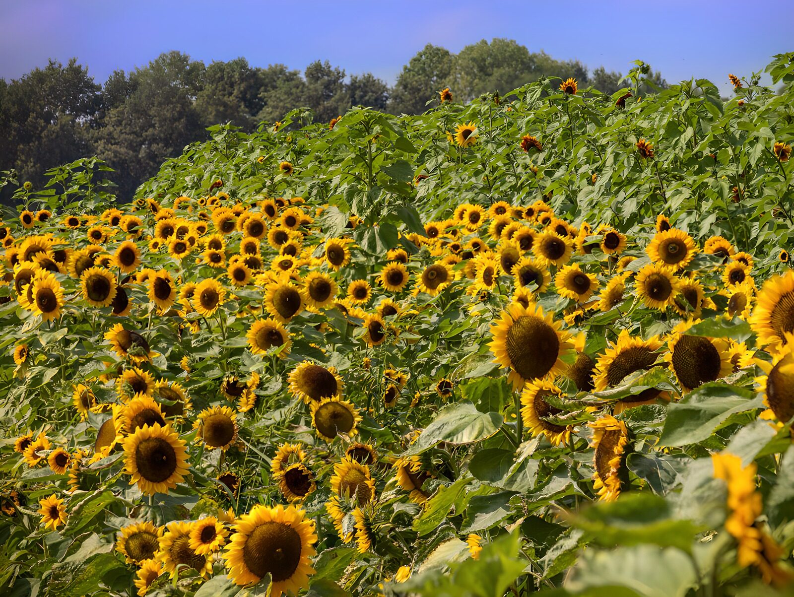 OCUK52385: Sunflower Field in Full Bloom