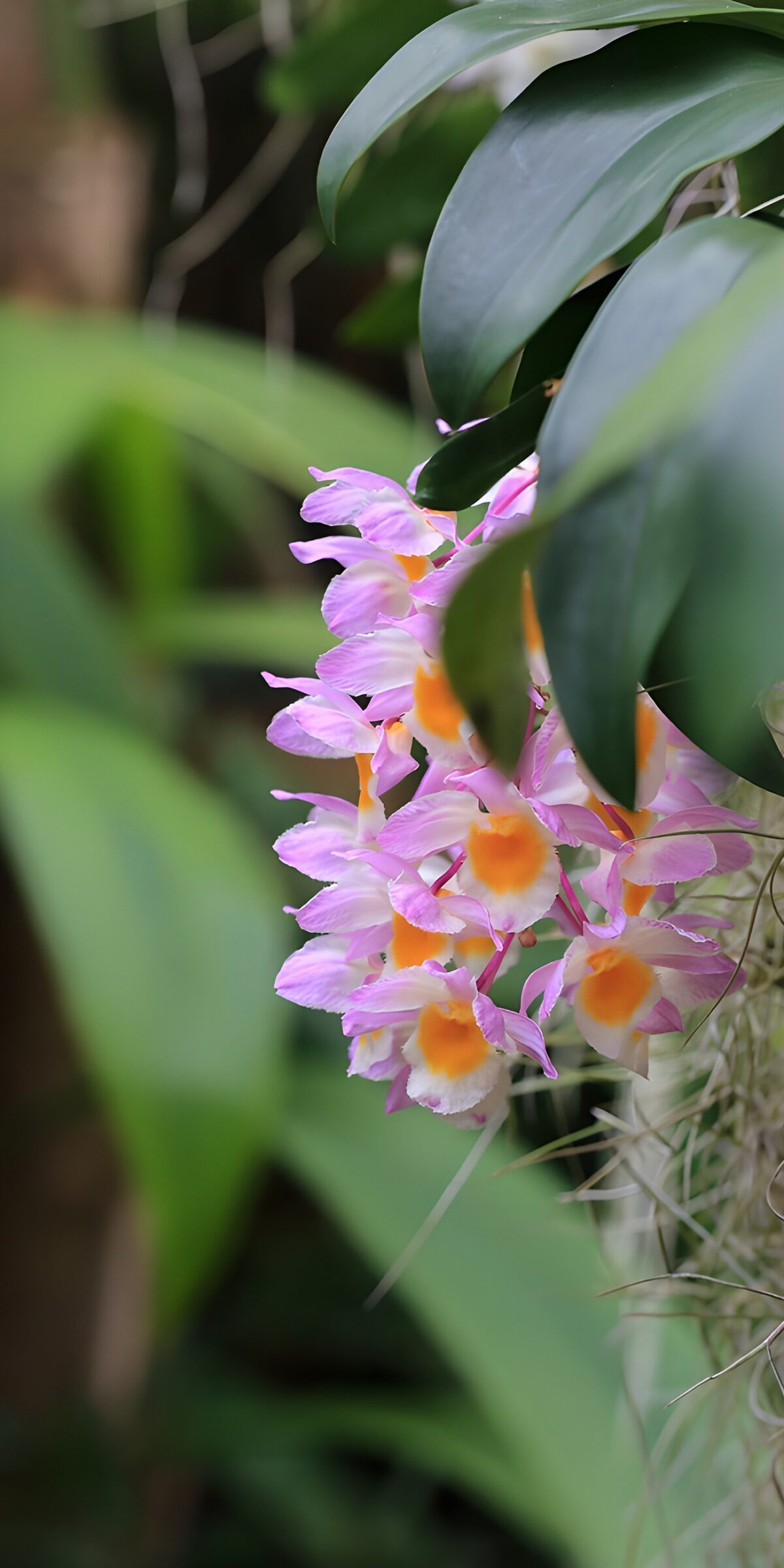 OCUK20155: Vibrant Orchid Blossoms in Greenery