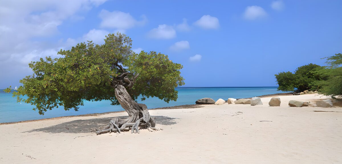 OCUK39824: Tranquil Beach with Resilient Tree