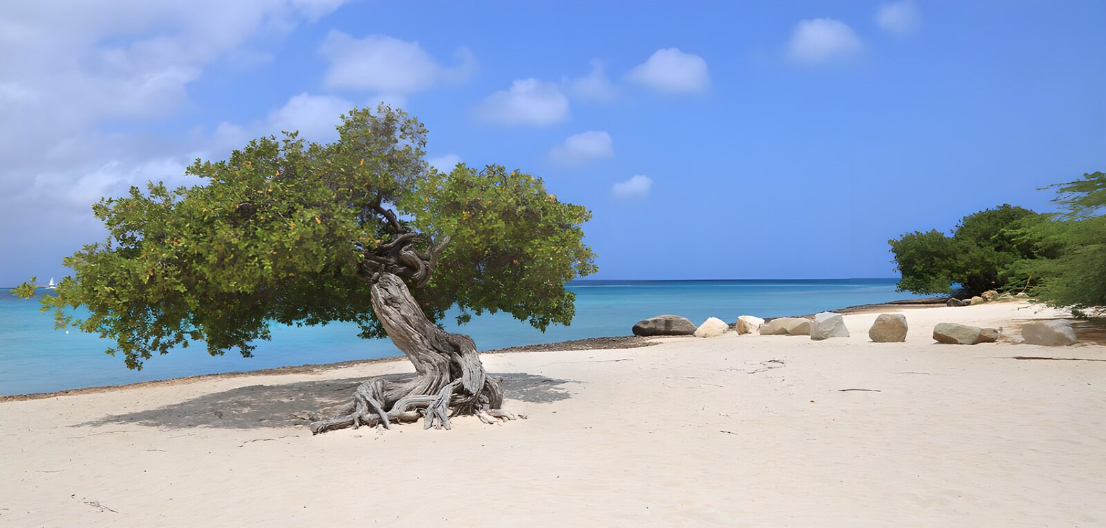OCUK39824: Tranquil Beach with Resilient Tree