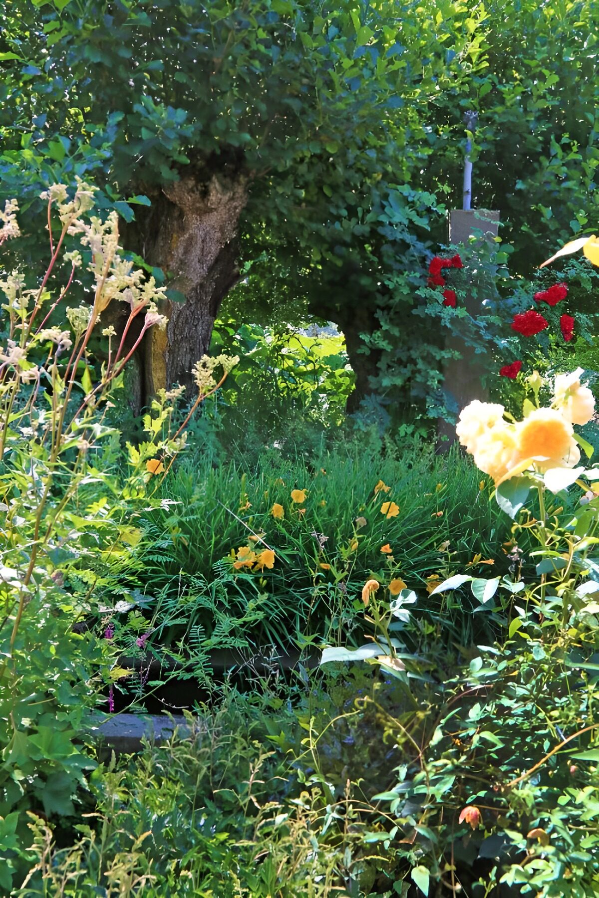 OCUK69016: Pollard willow in a romantic garden