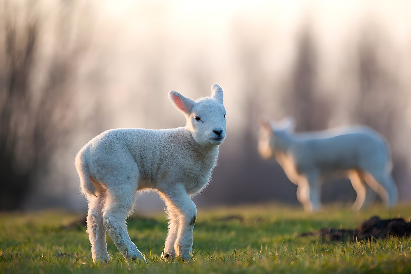 OCUK75233: Playful Lambs in the Meadow