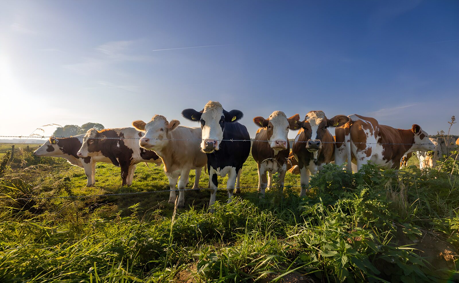 OCUK91419: Cows in a Serene Pasture at Sunrise