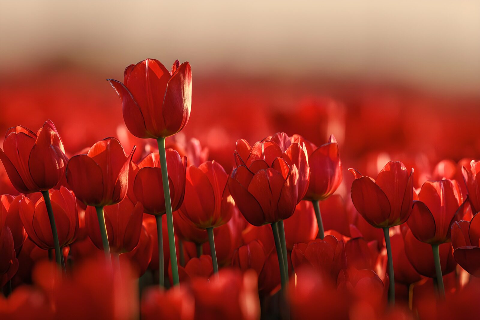 OCUK14513: Radiant Red Tulip Field at Sunset