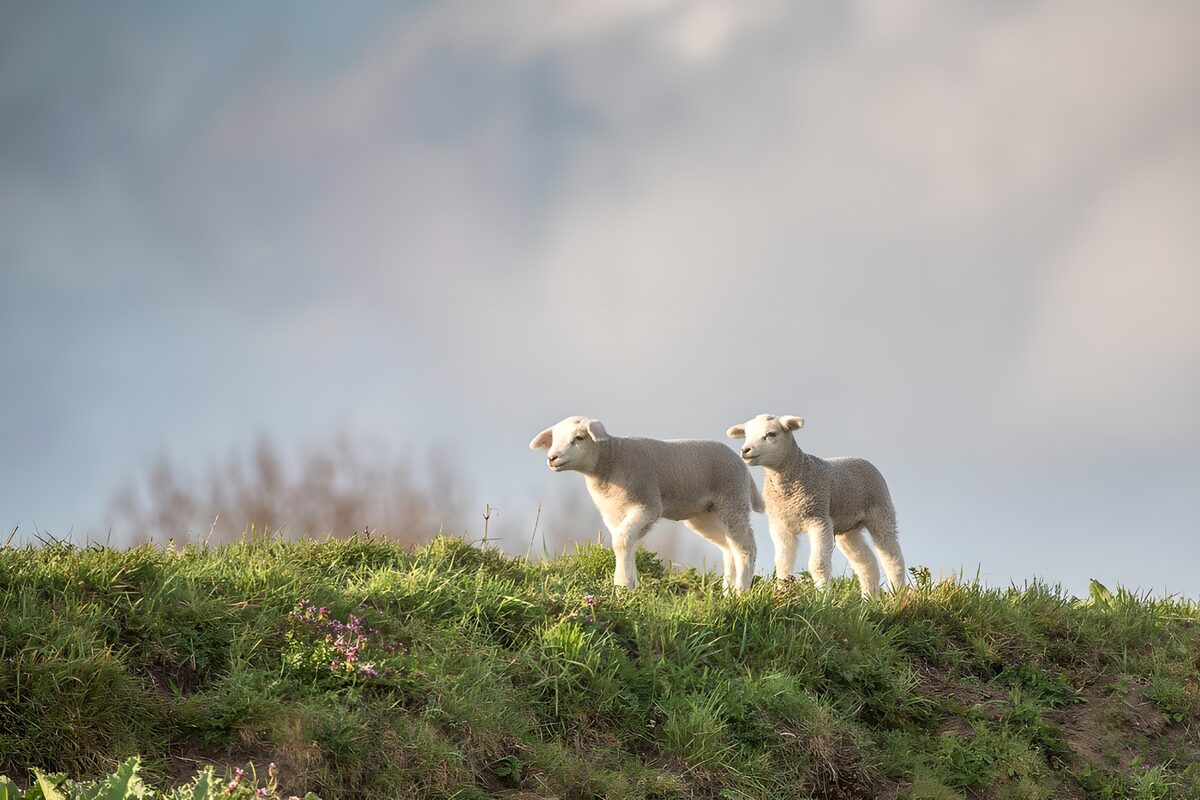 OCUK83754: Lambs on a dike