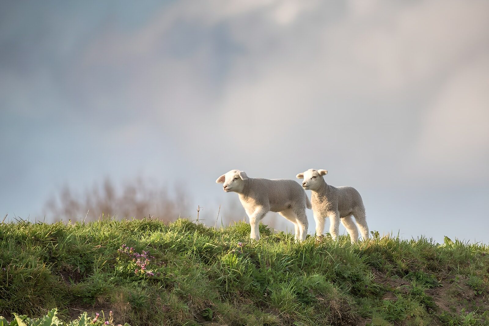 OCUK83754: Lambs on a dike