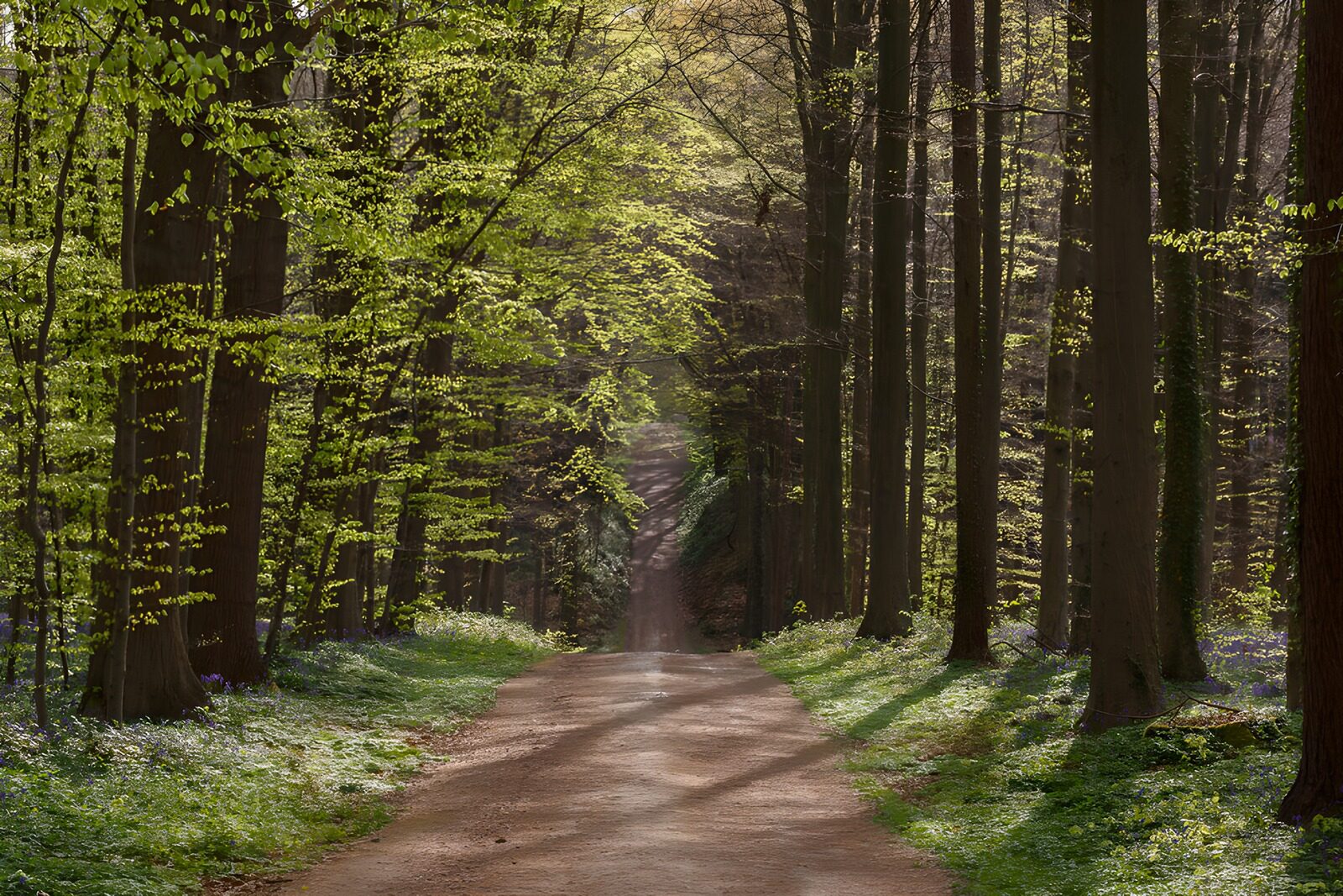 OCUK81439: Serene Forest Pathway in Spring