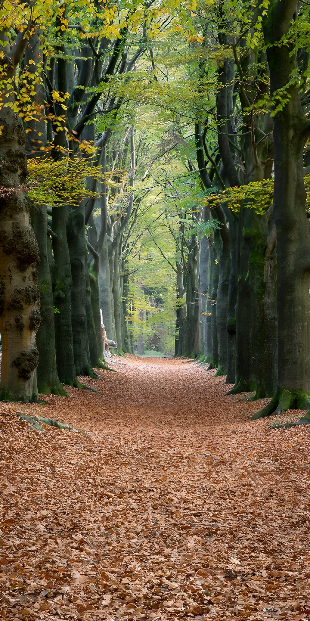 OCUK50649: Serene Autumn Pathway Through Trees