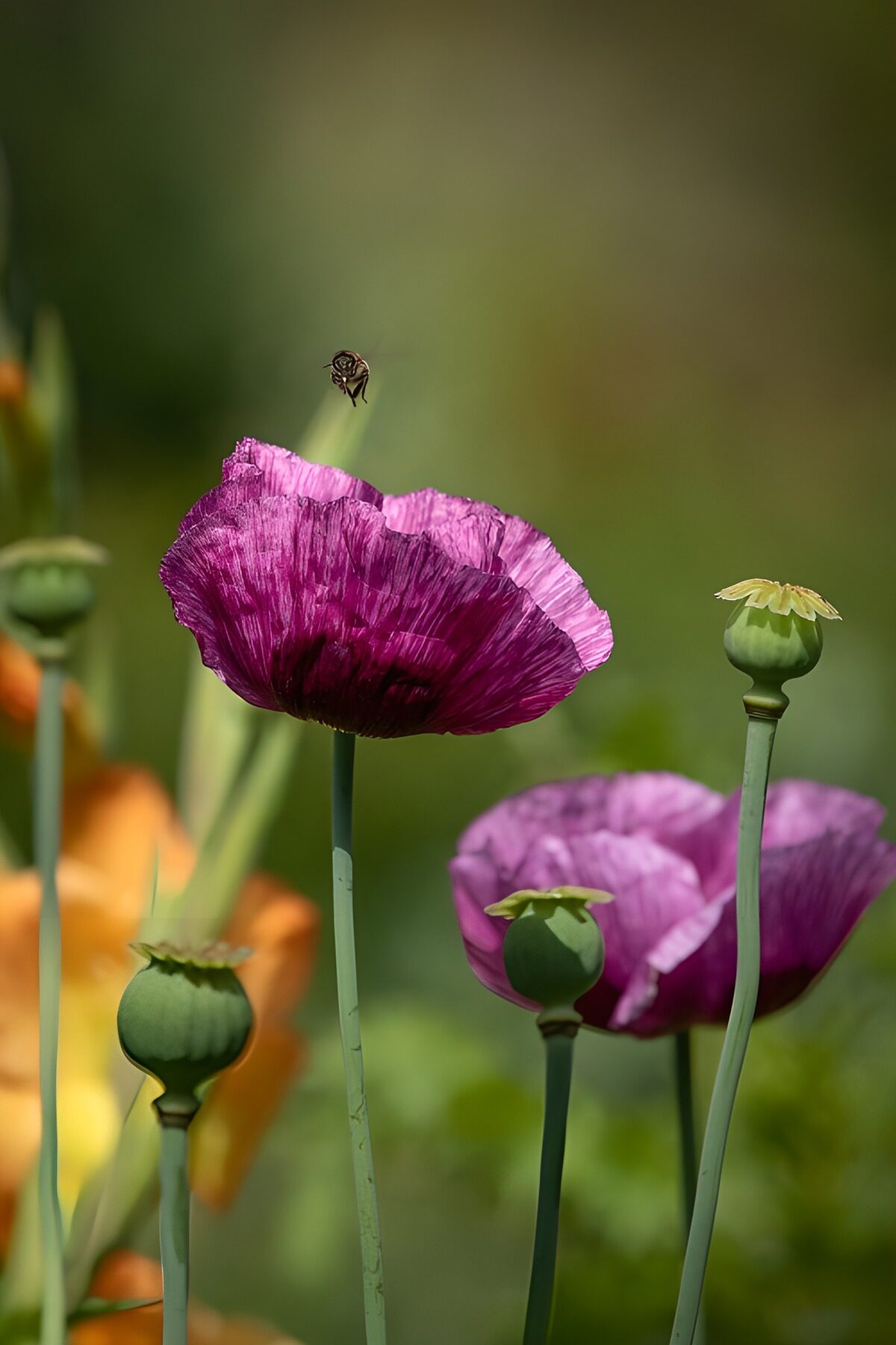 OCUK40845: Vibrant Poppy Blossoms with a Visitor