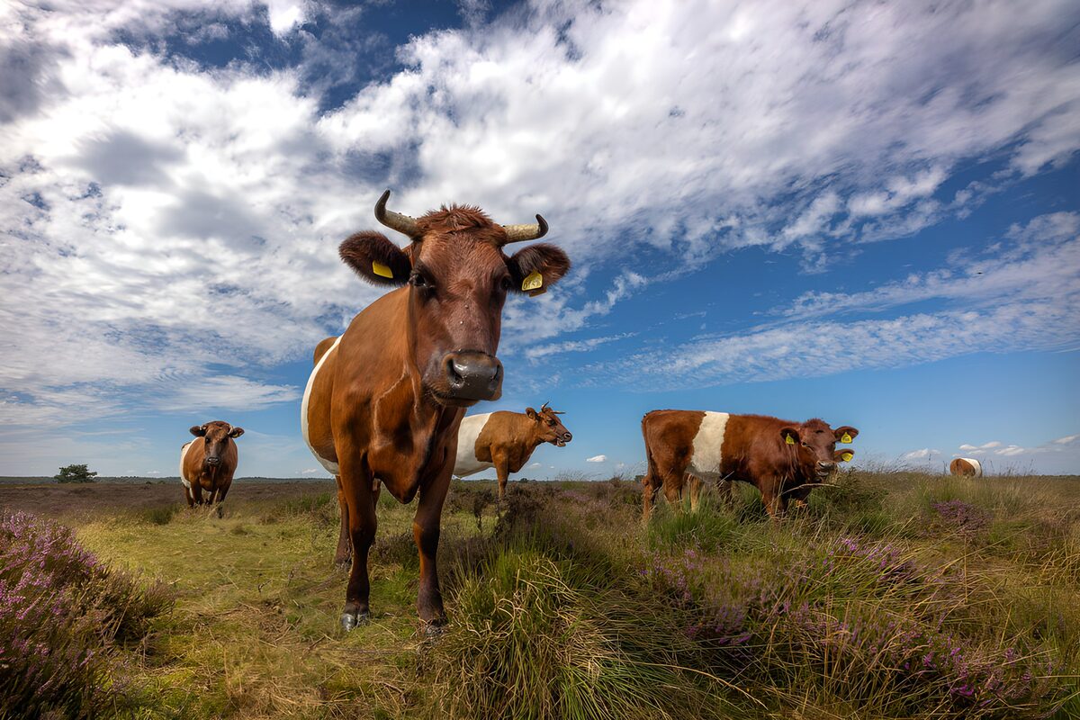 OCUK79192: Cows Grazing Under a Blue Sky