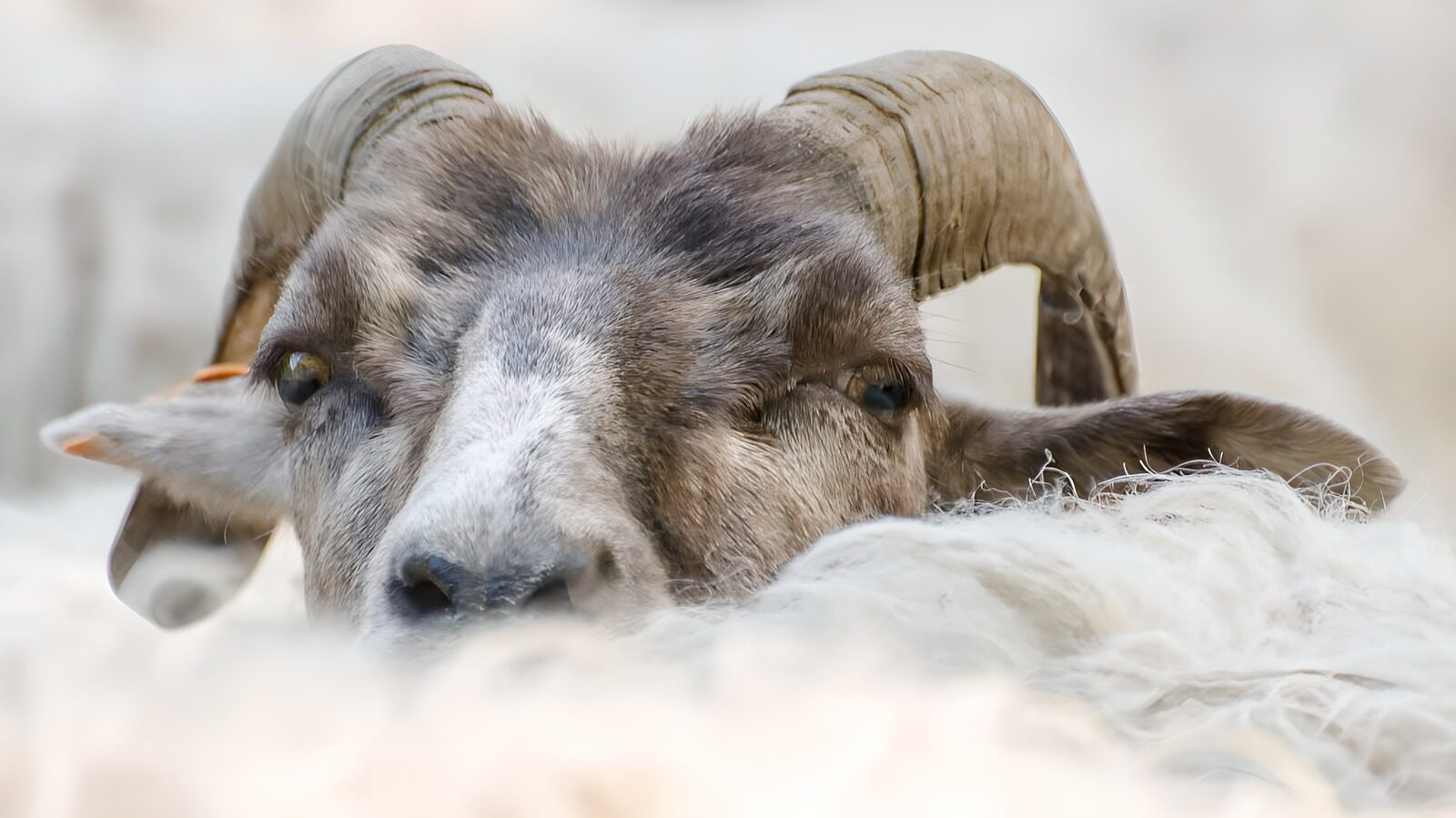 OCUK83431: Curious Ram Peering Through Wool
