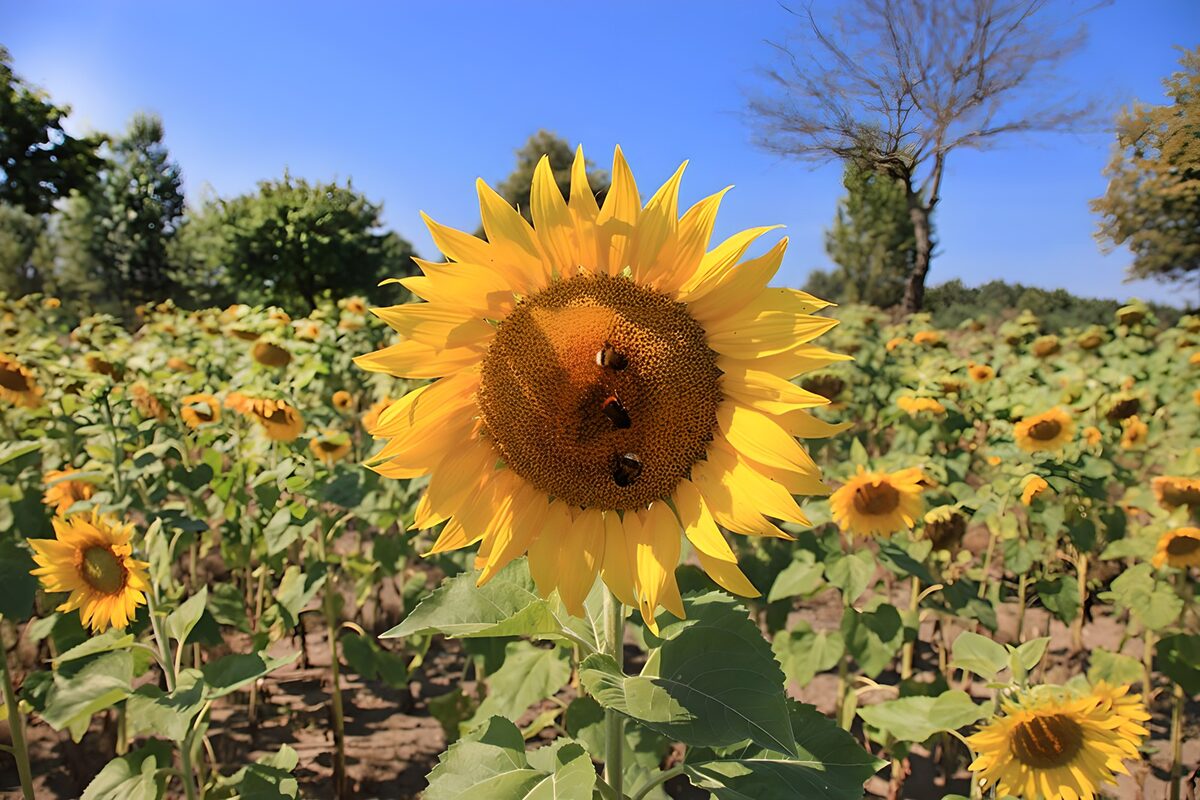 Sunflower Field with Busy Bees