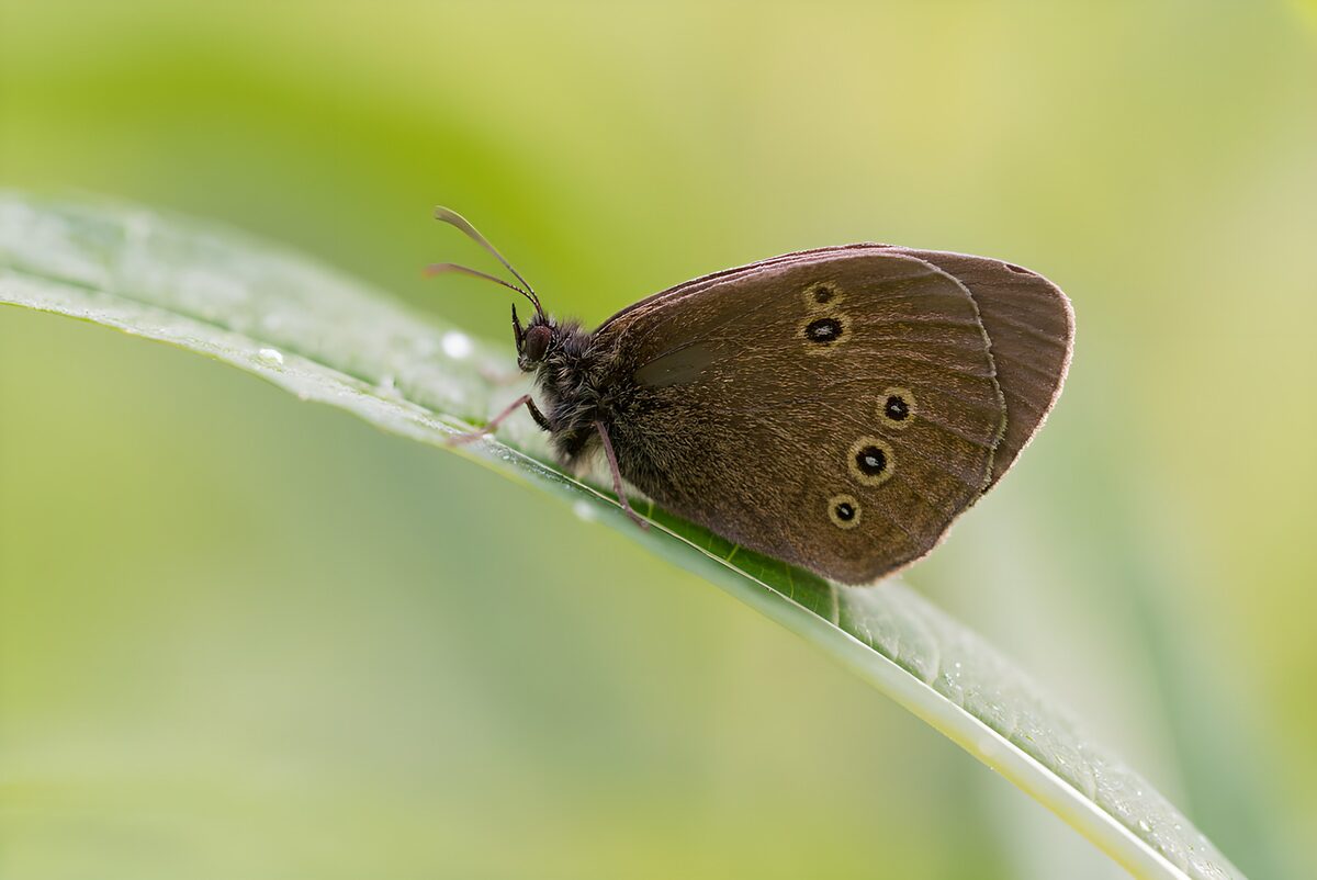 Brown Butterfly on Green Leaf