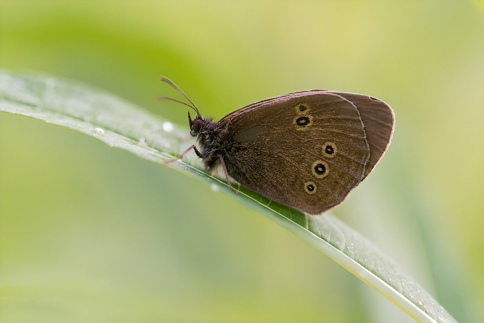 OCUK15815: Brown Butterfly on Green Leaf