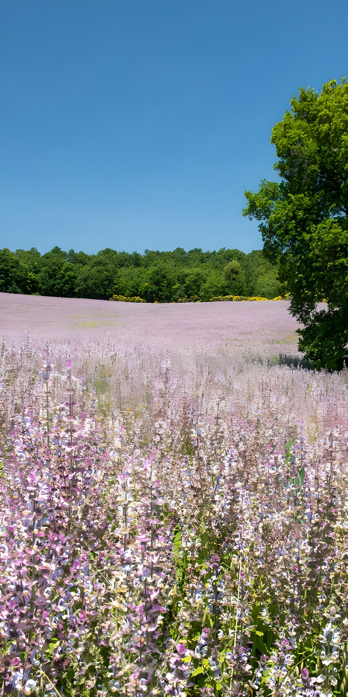 OCUK50264: Expansive Lavender Fields Under Clear Skies