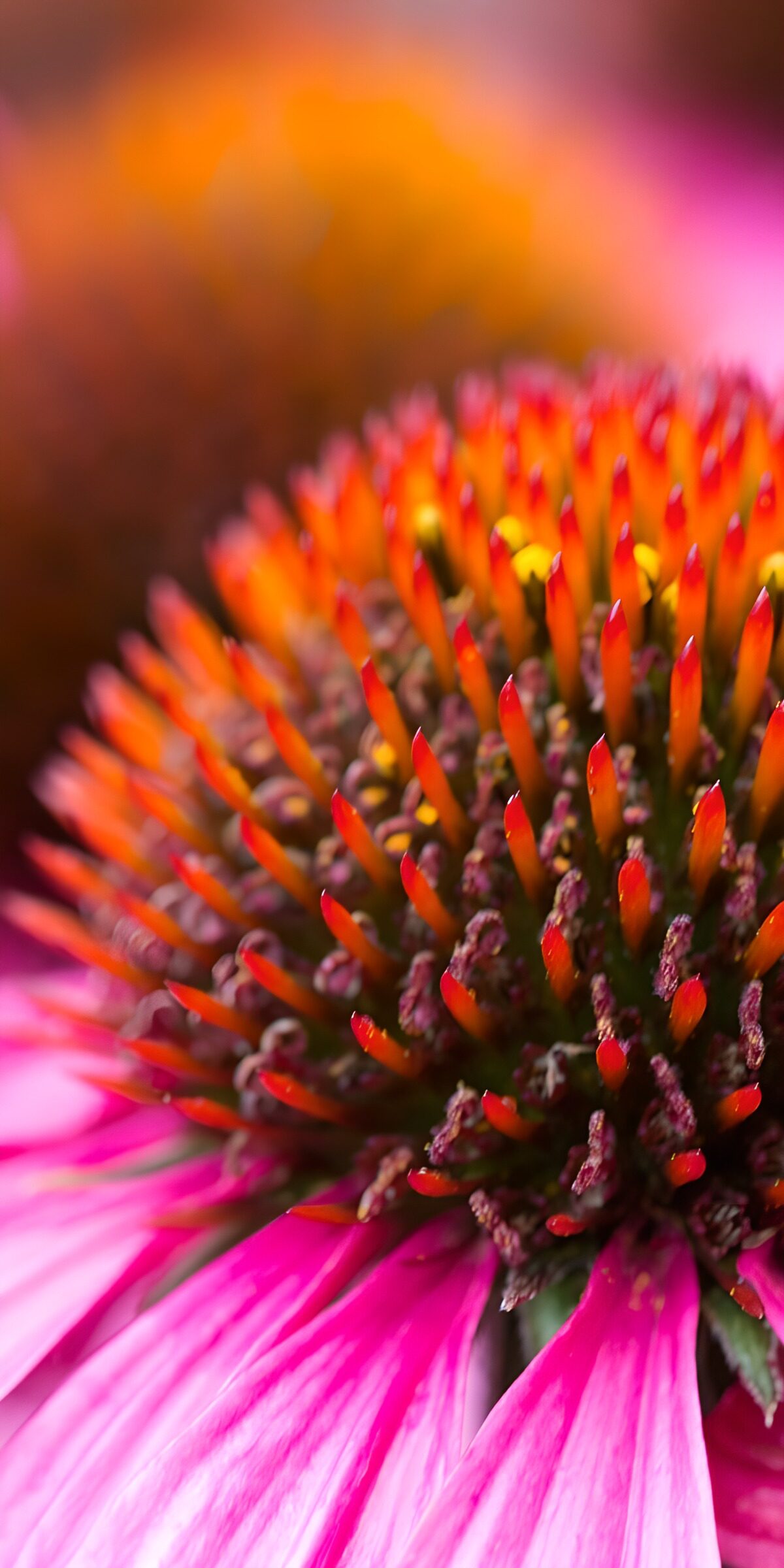 OCUK60582: Vibrant Echinacea Blossom