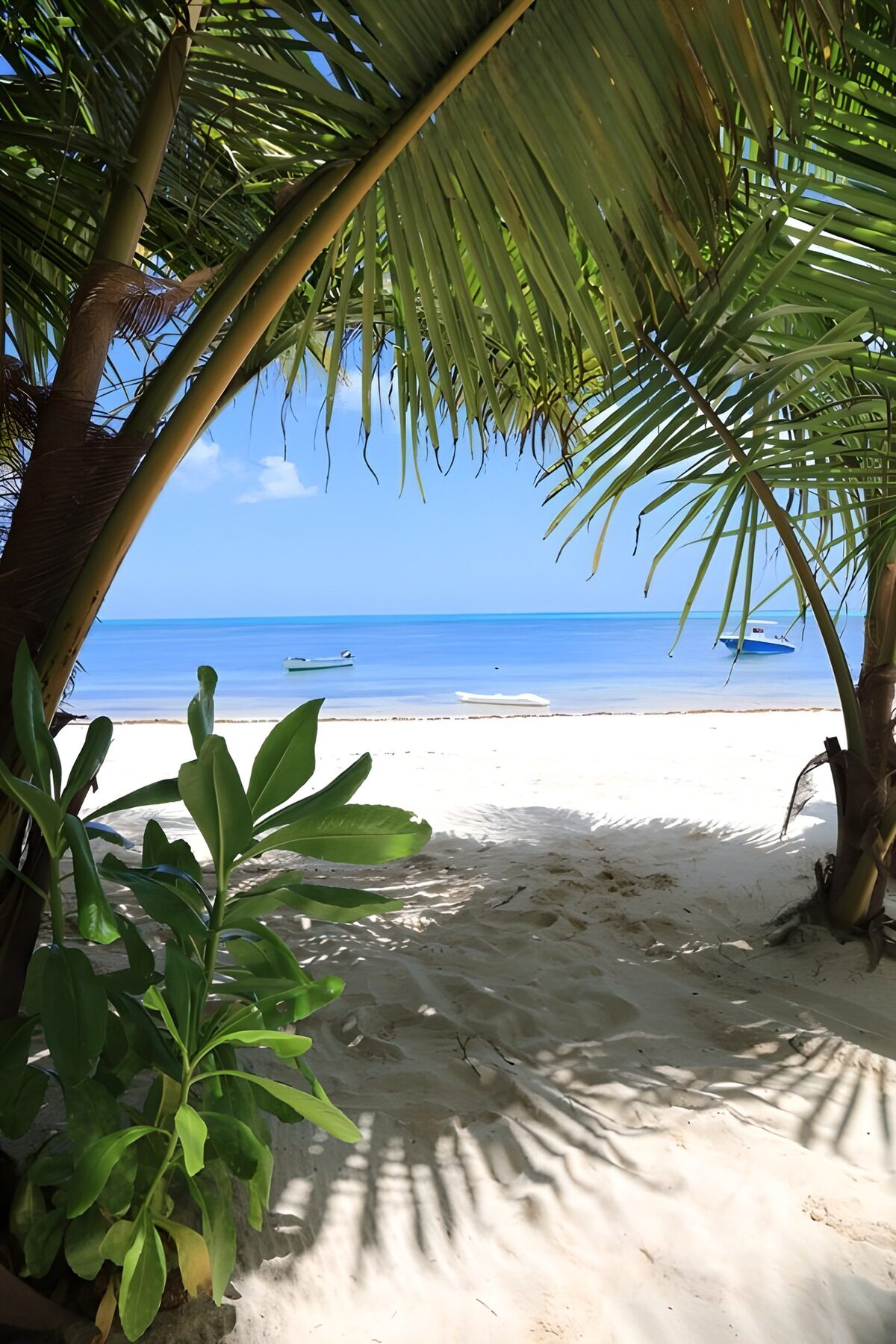OCUK35619: Tropical Paradise View