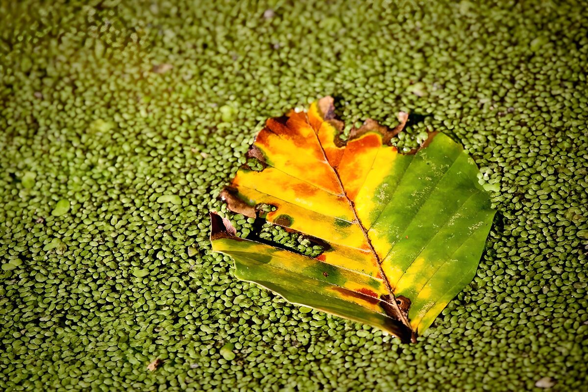 OCUK69495: Colorful Leaf on Green Surface