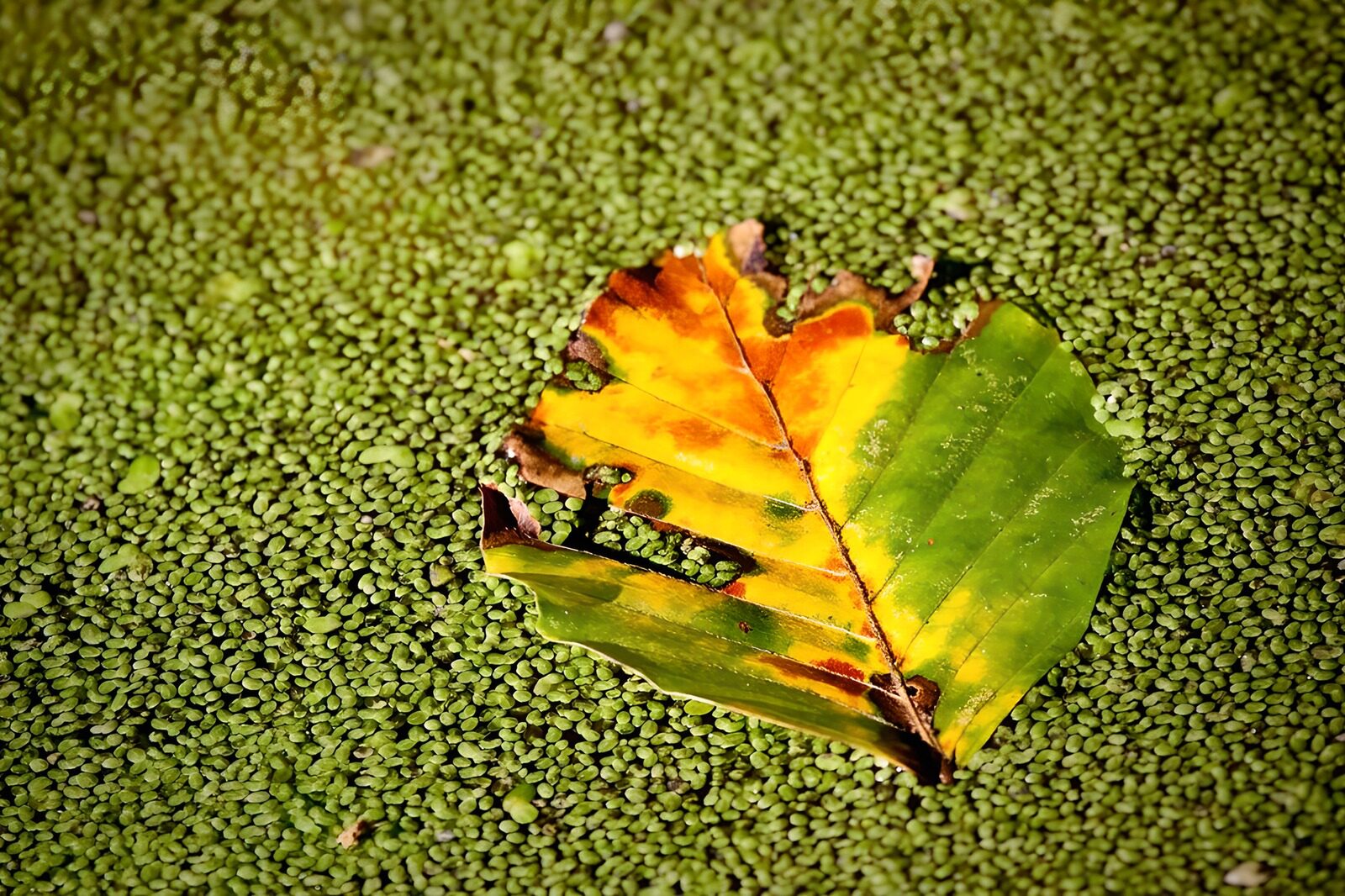 OCUK69495: Colorful Leaf on Green Surface