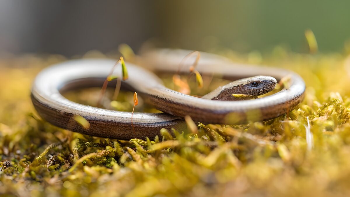 OCUK66636: Slender Serpent on Mossy Ground