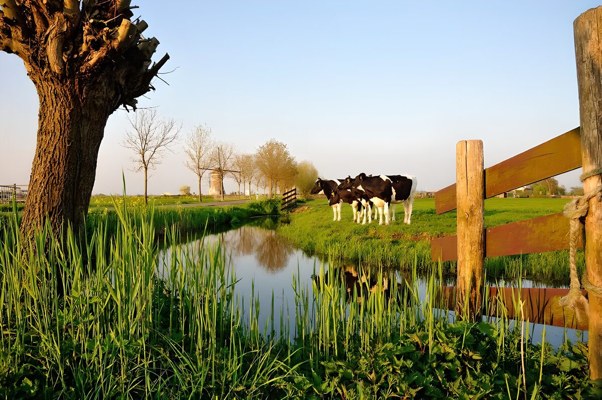 Cows in meadow near ditch