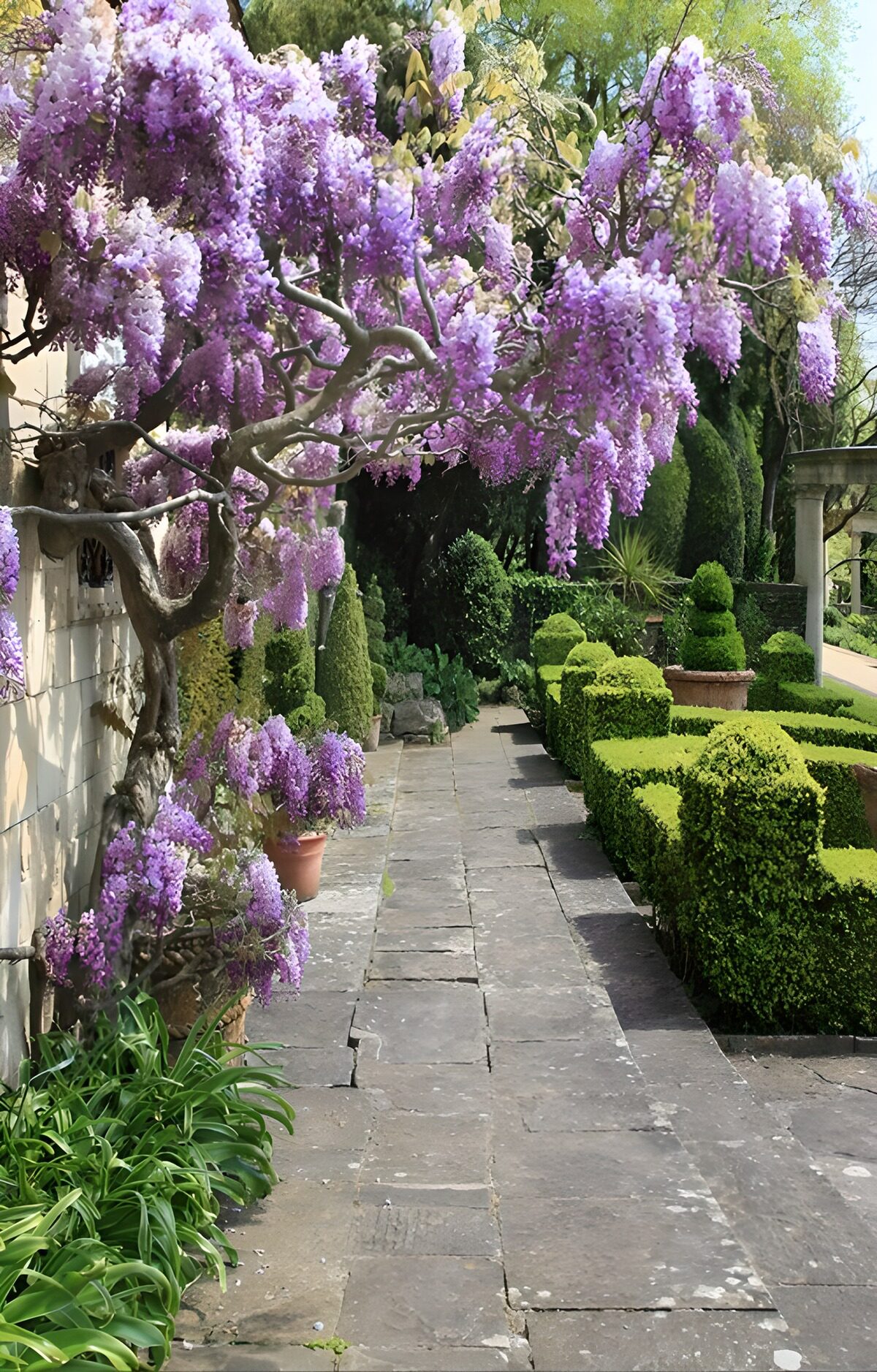 OCUK33172: Pathway with Wisteria Sinensis