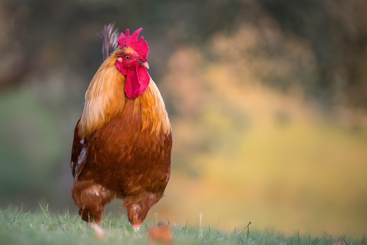 OCUK25743: Italian rooster in the evening sun