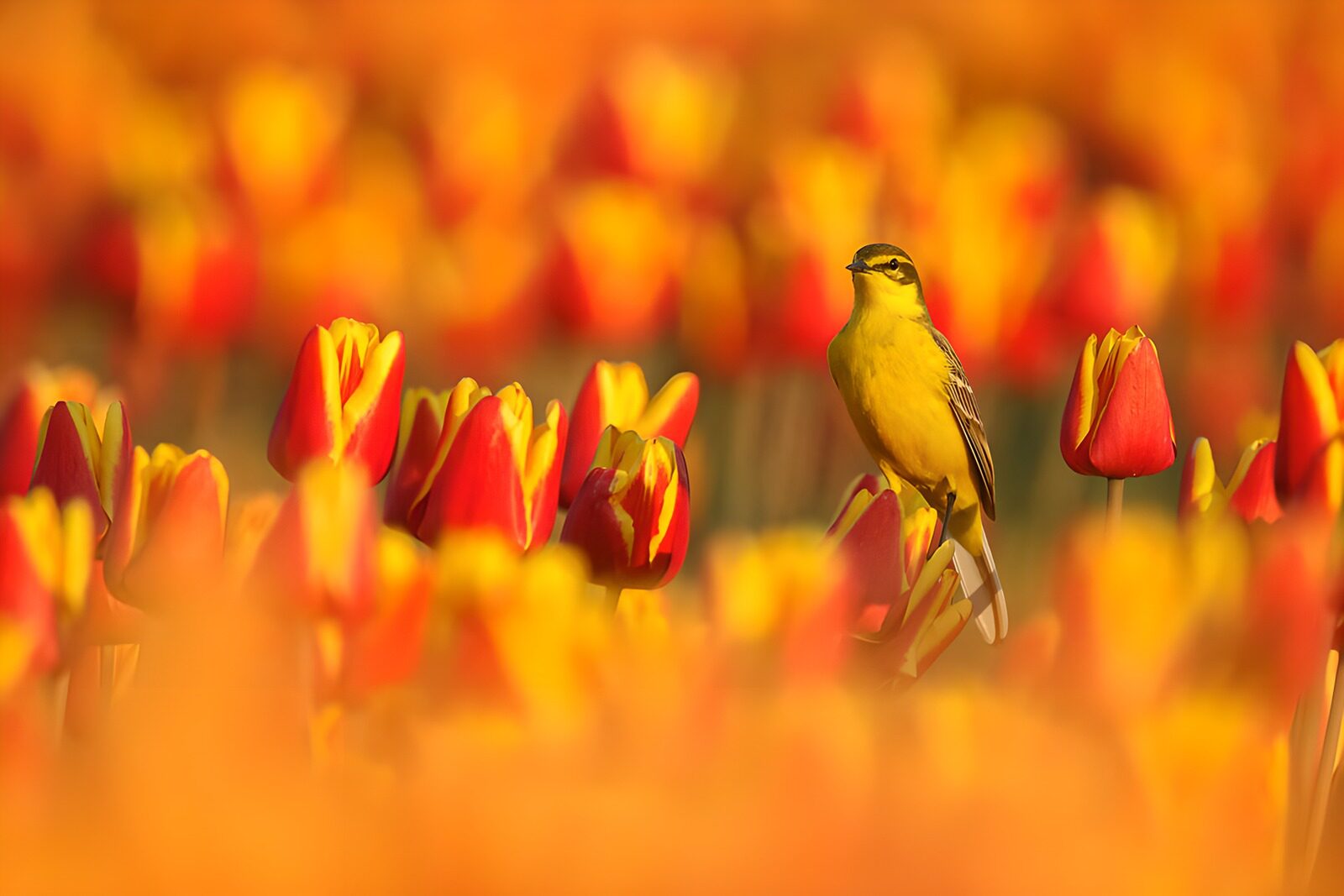 OCUK40355: Bird Among Colorful Tulips