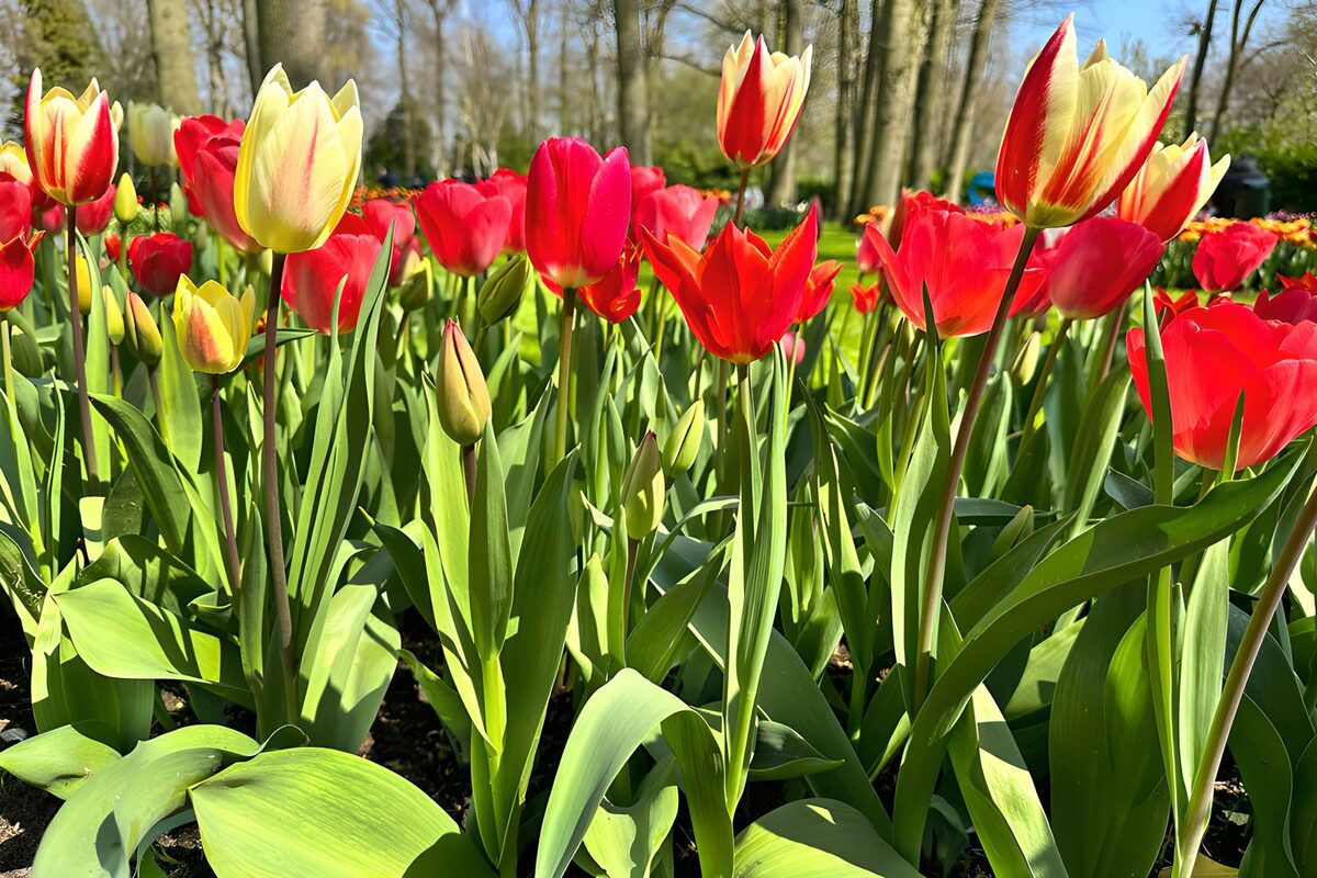 Vibrant Tulip Garden in Full Bloom