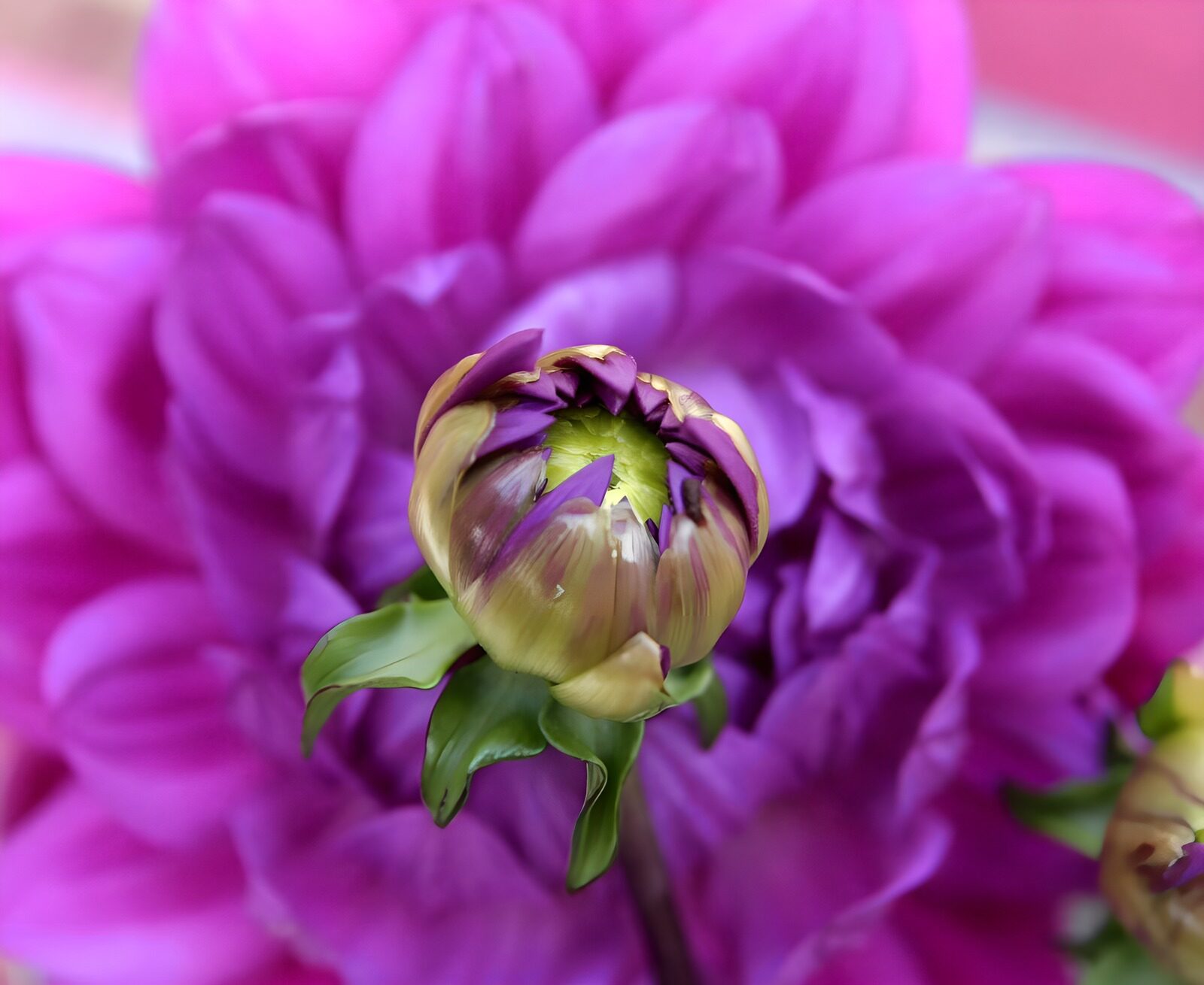 OCUK14282: Blooming Beauty in Purple Hues