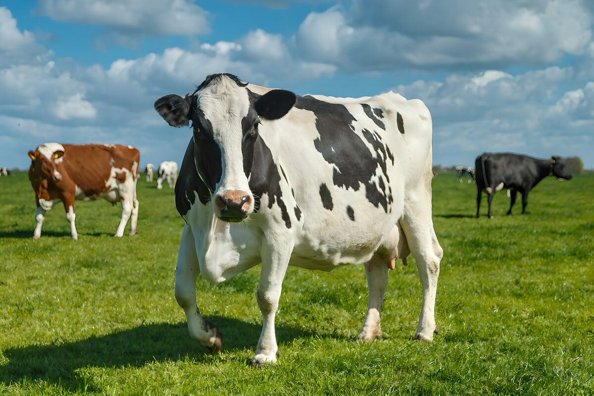 OCUK64384: Dairy Cow in a Sunny Field