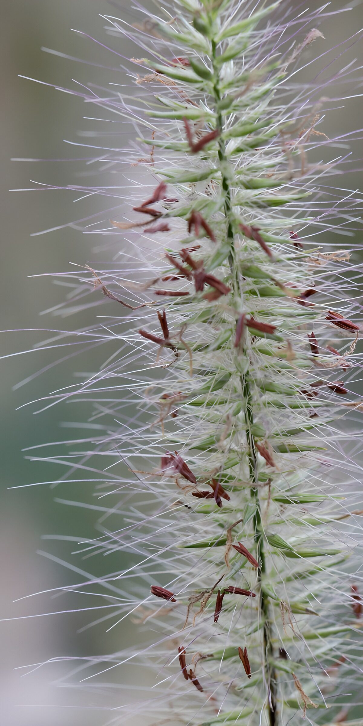 OCUK54631: Delicate Grass Flowering Details