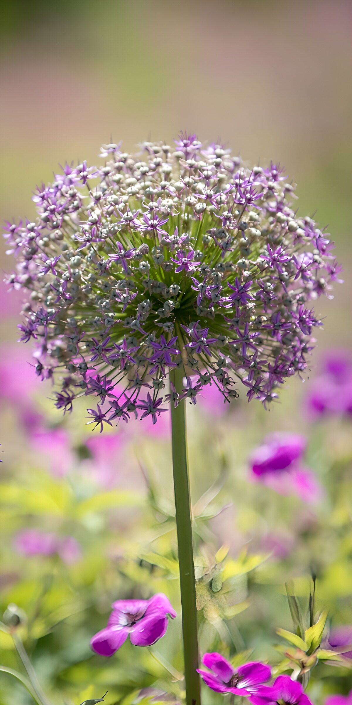 OCUK43998: Elegant Purple Blossoms in Bloom