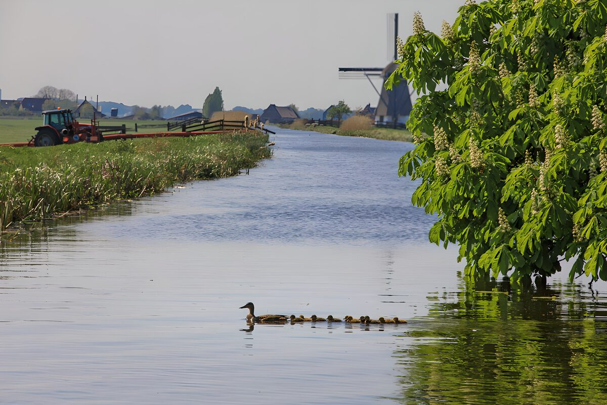 OCUK73561: Tranquil River Scene with Ducklings