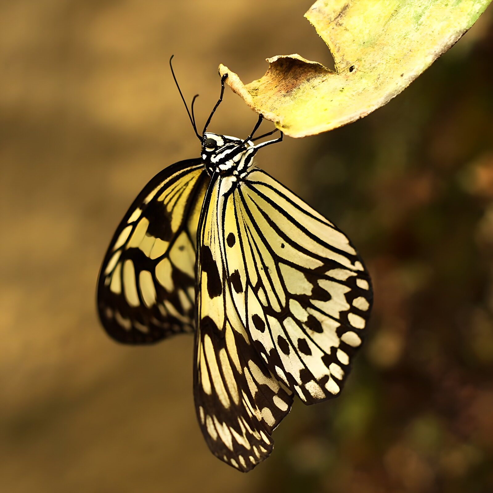 OCUK22417: Elegant Butterfly on Leaf