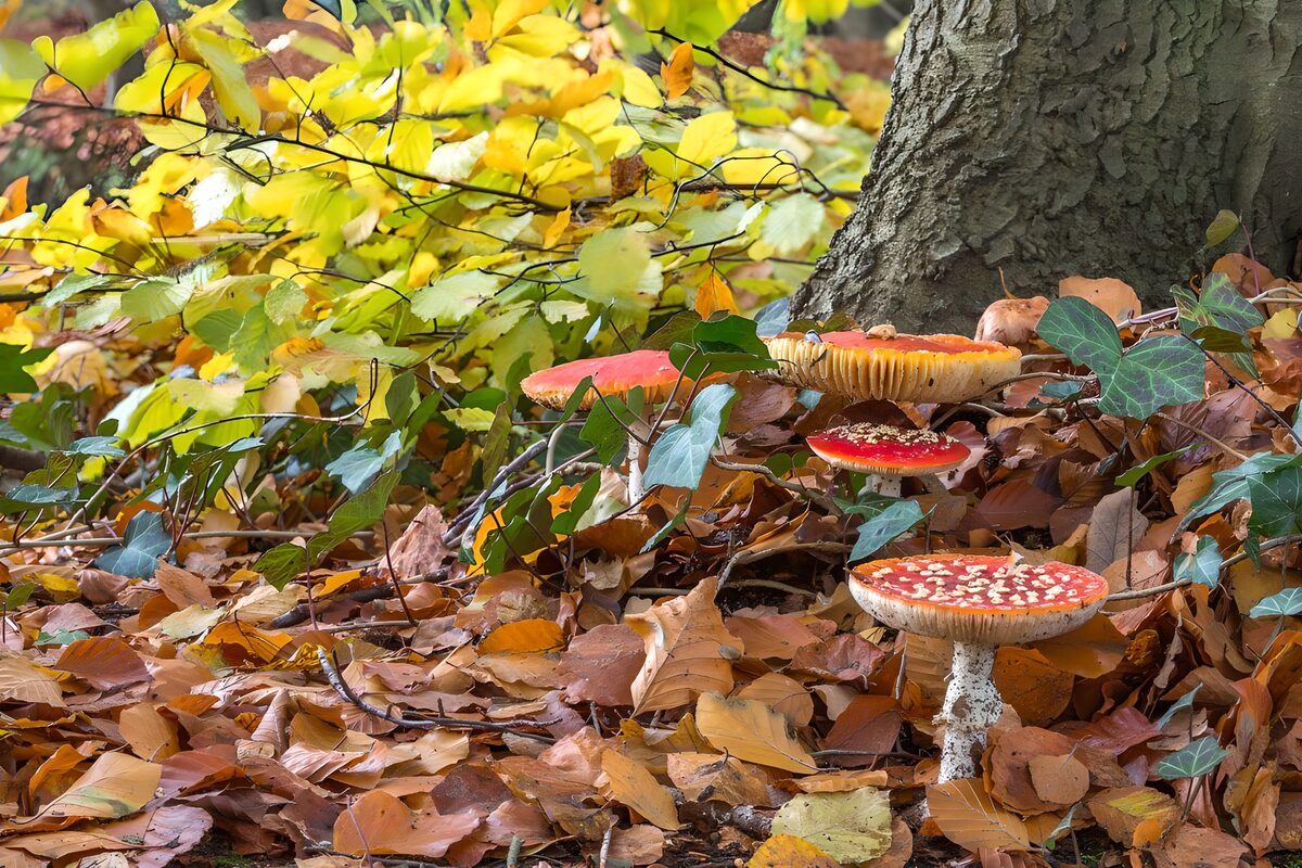 Fly agaric with autumn leaves 1
