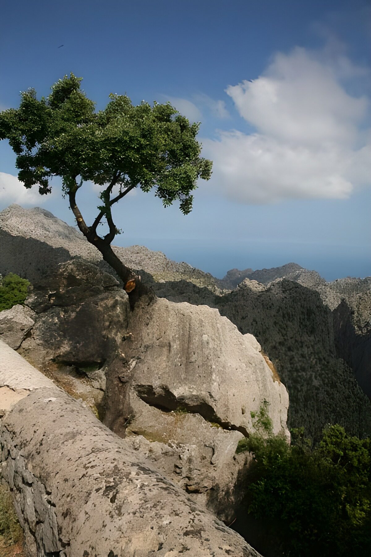 OCUK38896: Lone tree growing on rock, view over the mountains