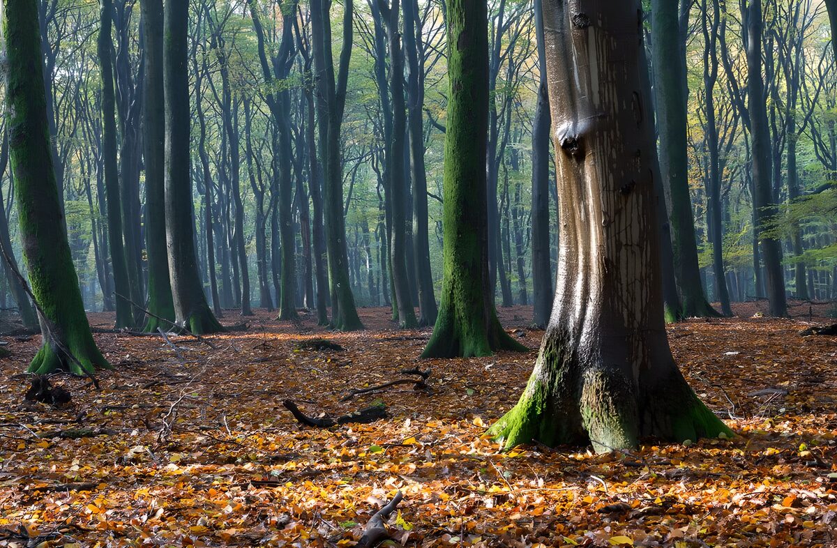 OCUK43884: Autumn in the "Speulder" forest in the morning sun