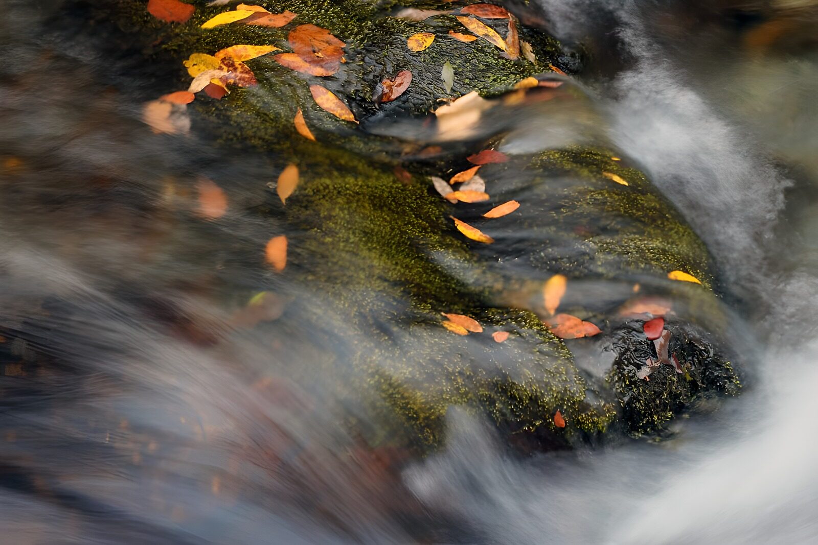 OCUK63749: Autumn Leaves on Tranquil Water