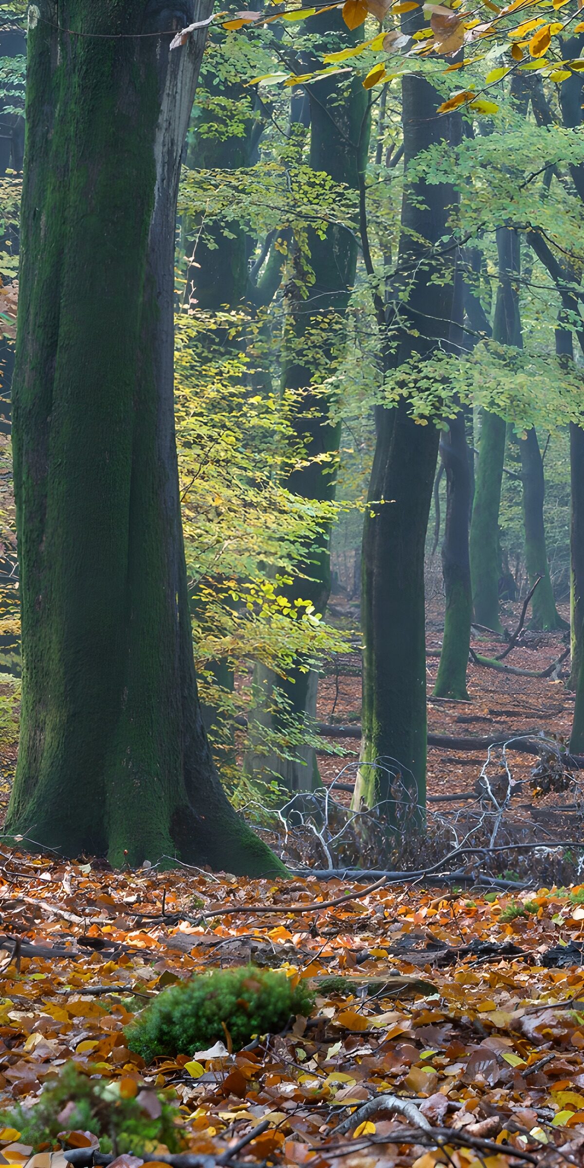 OCUK37184: Enchanted Forest in Autumn Glow