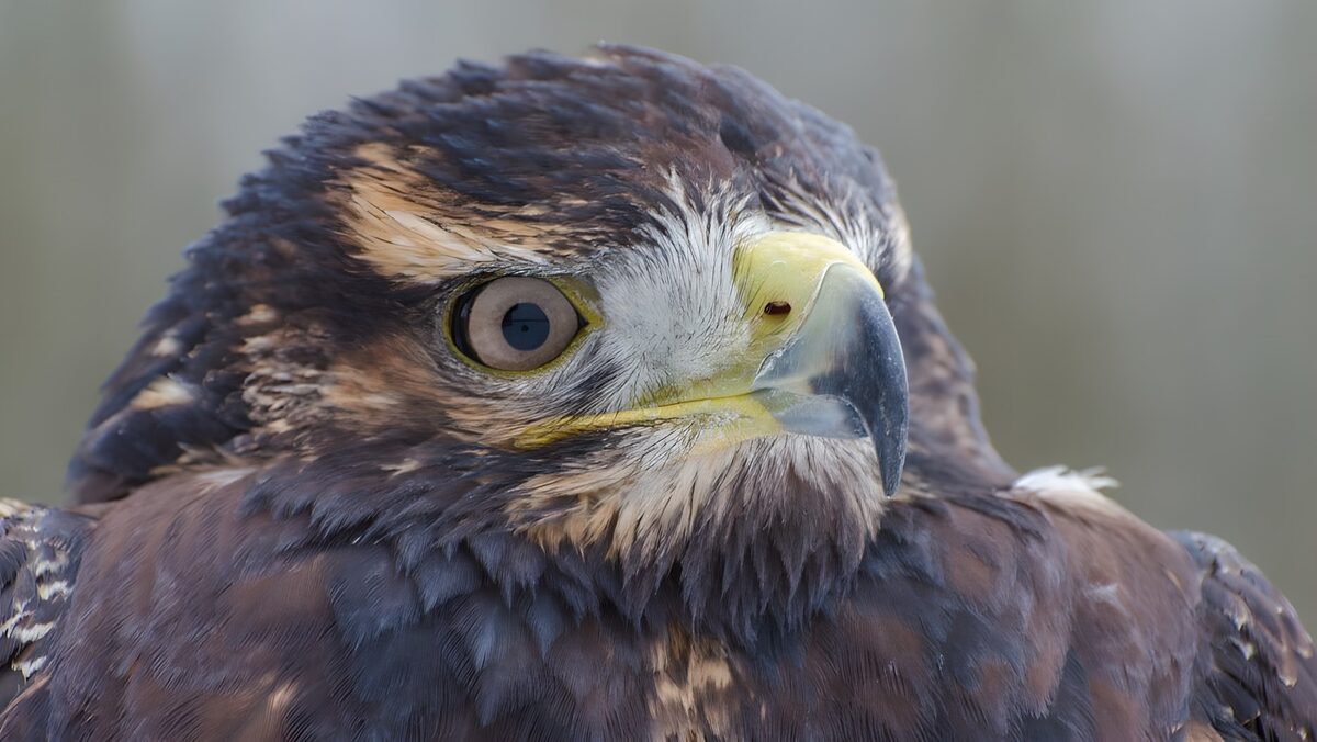 OCUK21015: Majestic Hawk Portrait