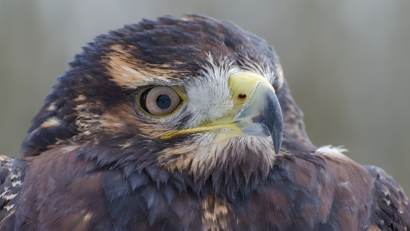 OCUK21015: Majestic Hawk Portrait