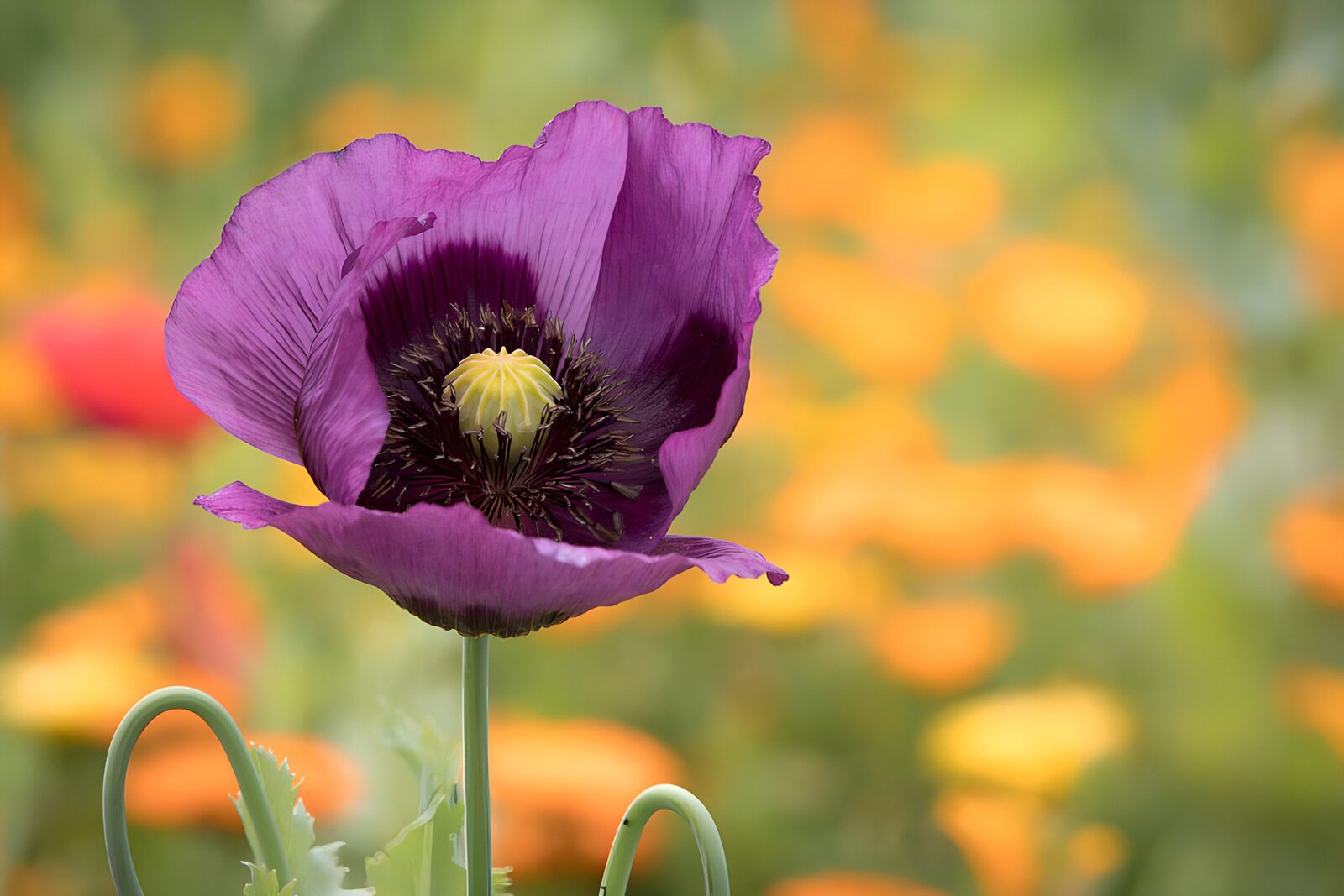 OCUK40686: Majestic Purple Poppy in Bloom